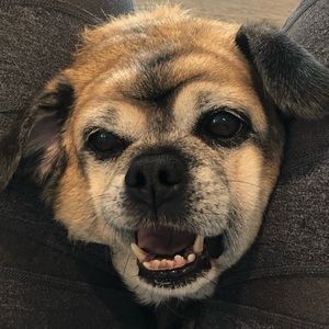 Meet your Posher, Capri